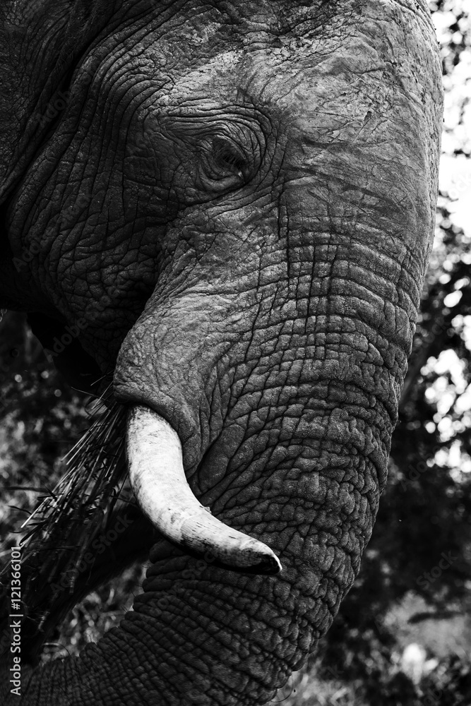 Fototapeta premium Elephant black white close up