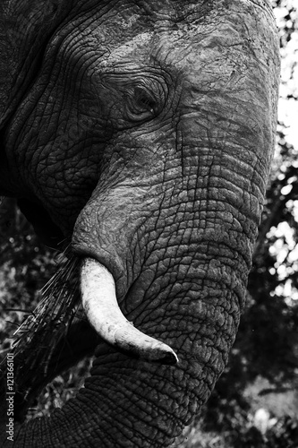 Elephant black white close up