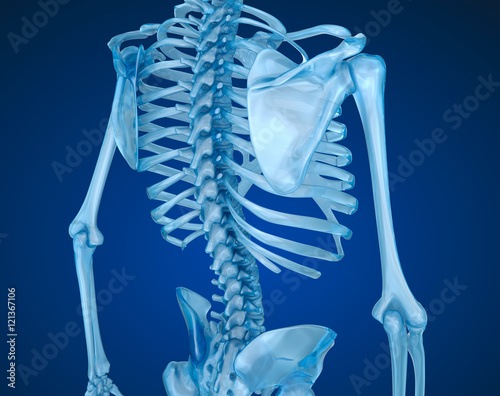 Human skeleton, spine and scapula. Medically accurate 3D illustration