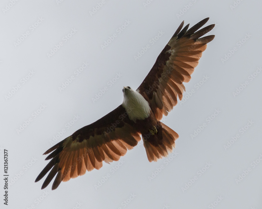 Eagle in flight