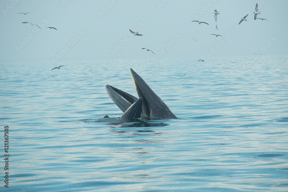 Fototapeta premium Bryde's Whale, Eden's whale feeding off the waters of Thailand, capturing the moment for view without disturbing the wildlife.
