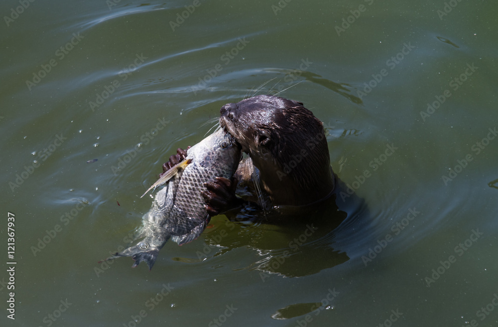 Obraz premium Otter eating fish