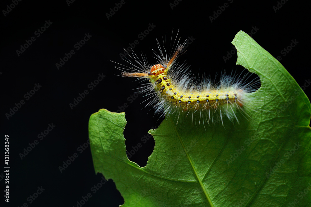 Woolly caterpillar on the green leaf with dark background