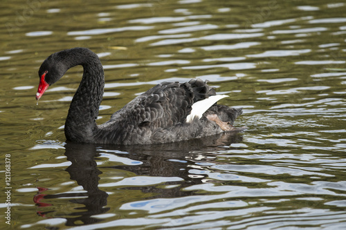 Black swan on a local pond © Gail