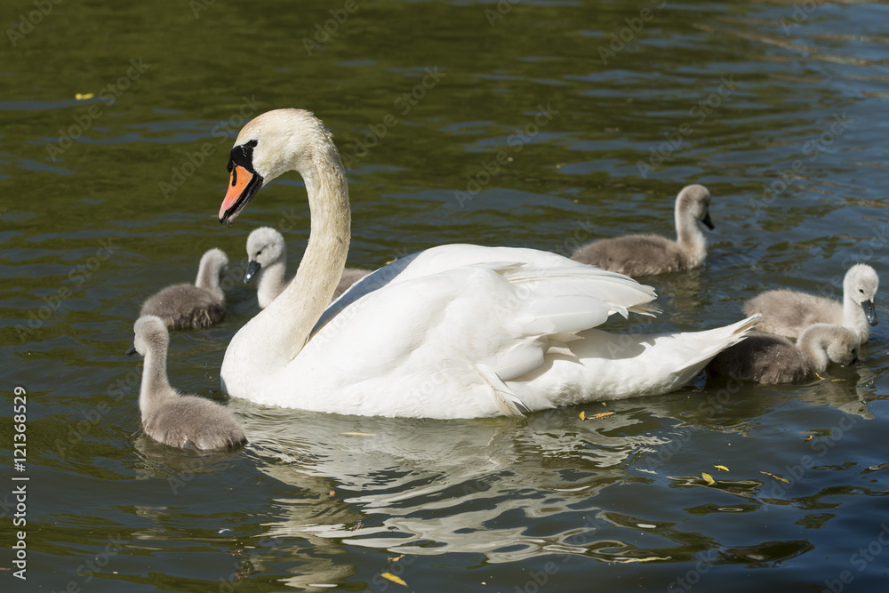 Mute swan with six cygnets at Baffins Pond, Portsmouth, Hampshire Mute swan with six cygnets at Baffins Pond, Portsmouth, Hampshire