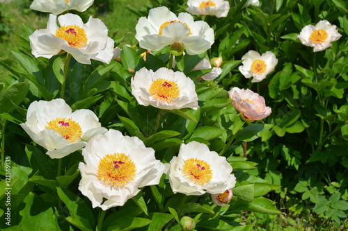Beautiful blooming peony flowers in summer 