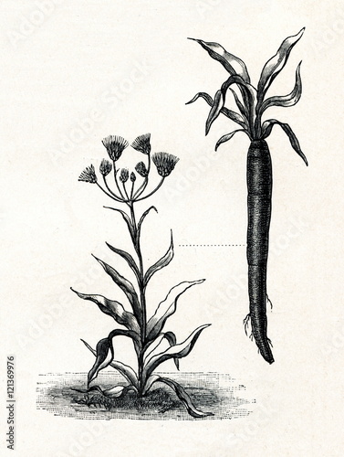 Black salsify (Scorzonera hispanica), 8 - black taproot (from Meyers Lexikon, 1895, 7/288/289) photo