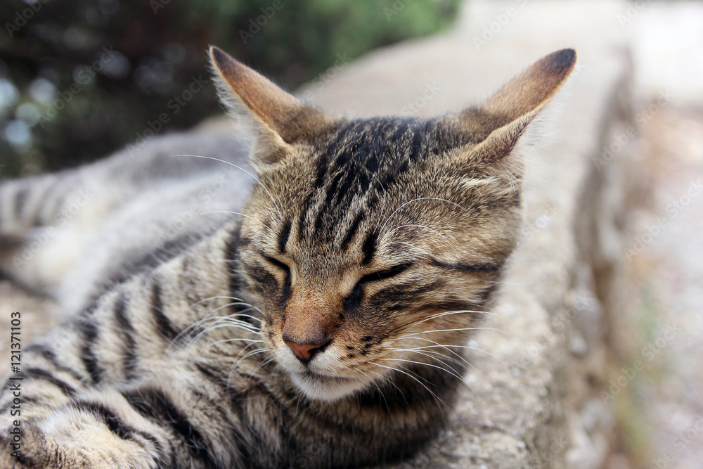 beautiful crimean non-pedigree tabby eared cat lying on stone pa beautiful crimean non-pedigree tabby eared cat lying on stone pa