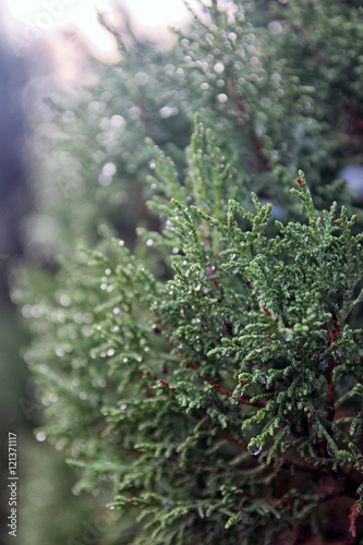 green sprig of juniperus communis the common juniper with drople