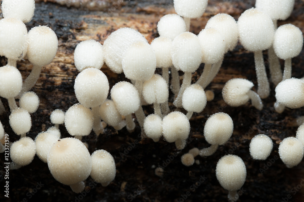 Mushroom in Southeast Asia. Mushroom in Southeast Asia.