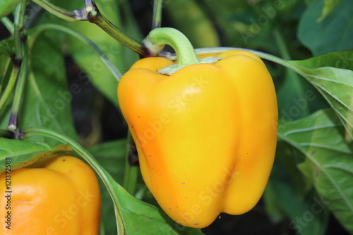 Sweet ripe organic bell peppers in the summer vegetable bed