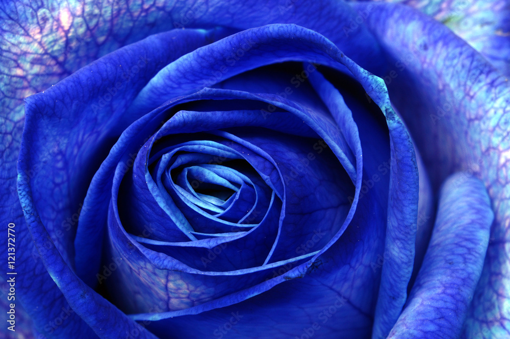 Obraz premium Blue rose macro