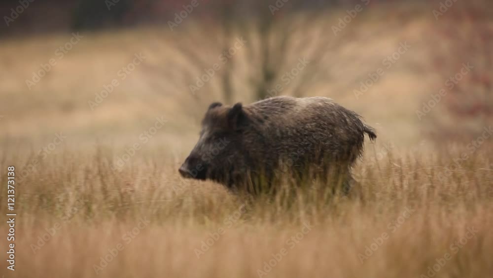 Wild pig on the meadow. Wildlife scene from the forest. Running wild Boar. Big Wild boar, Sus scrofa, running in the grass meadow, red autumn forest in background Wild pig on the meadow. Wildlife scene from the forest. Running wild Boar. Big Wild boar, Sus scrofa, running in the grass meadow, red autumn forest in background