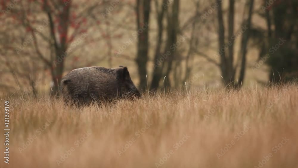 Wild pig on the meadow. Wild pig on the meadow.