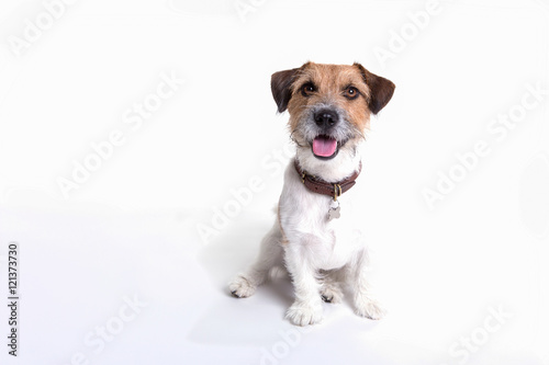 jack russell watching and sitting in white background