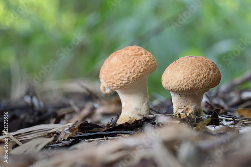 Mushroom in Southeast Asia.