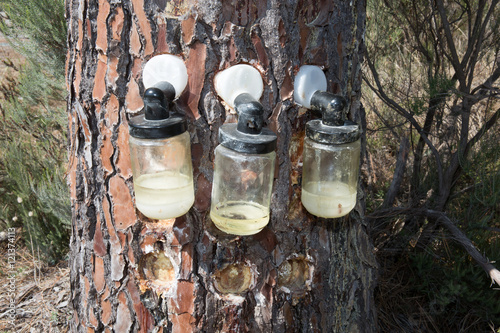 Extraction of natural resin from pine tree trunks