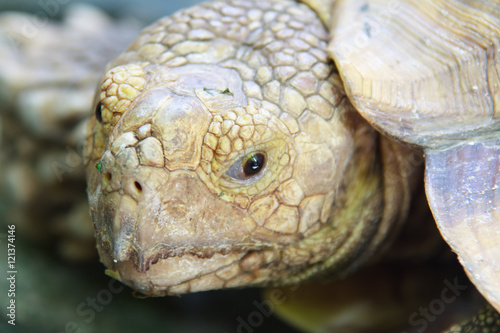 Eyes expression and Head of Turtle