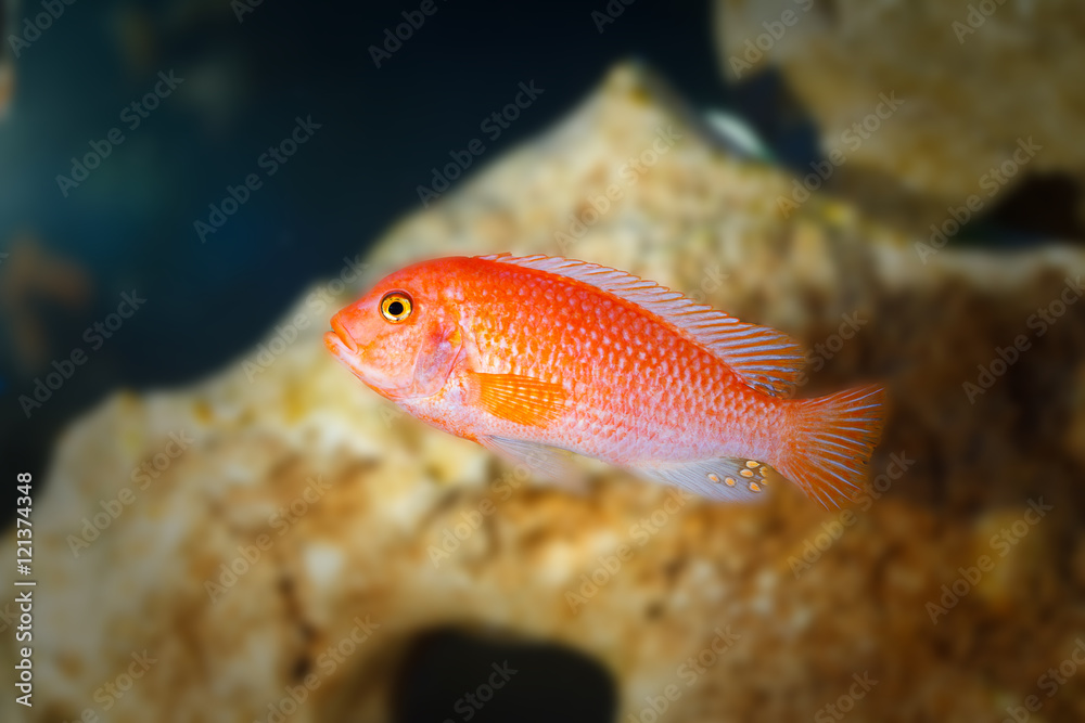 Obraz premium Little fish in aquarium