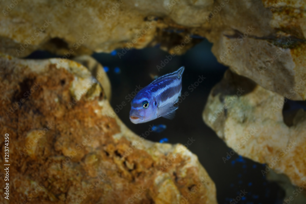 Fototapeta premium Little fish in aquarium