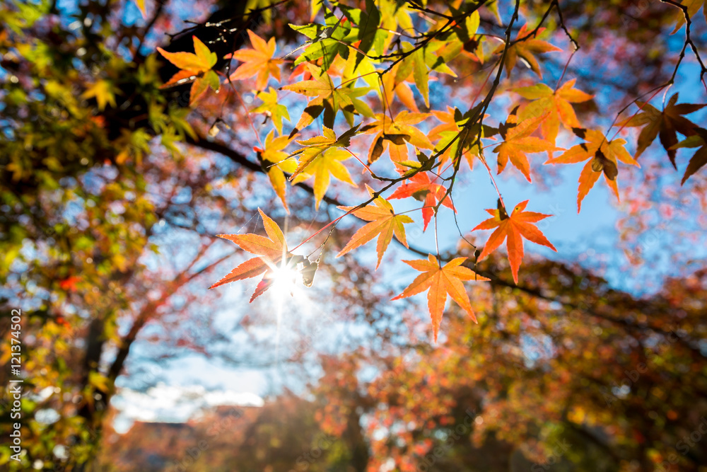 autumn Background
