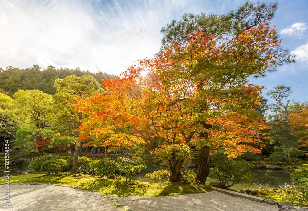 autumn tree