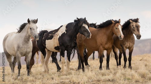 Wild Mustangs photo