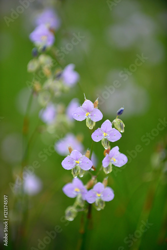 Sweet purple flowers