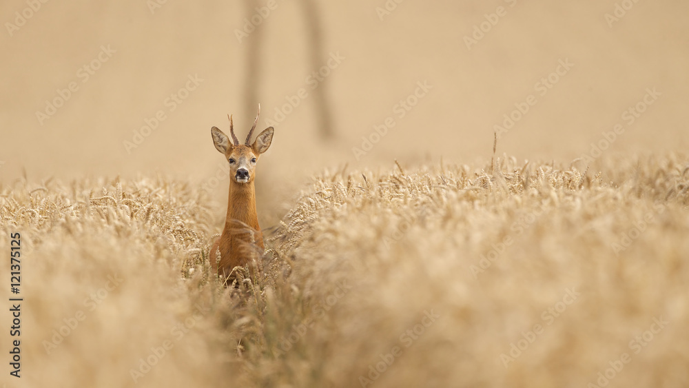 Naklejka premium Roe deer in a wheat field looking at the camera