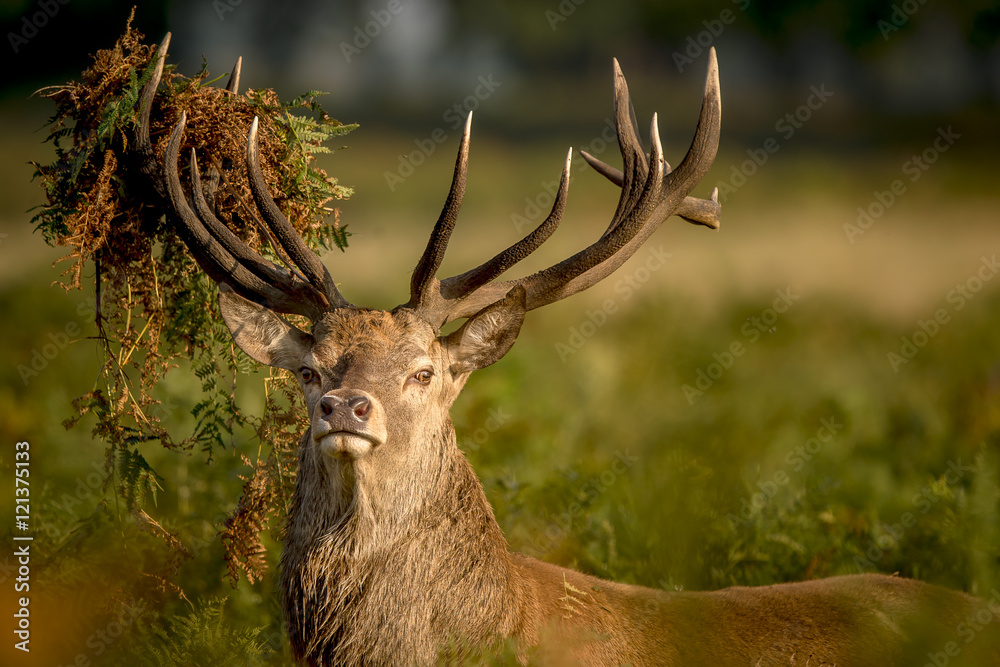 Red Deer looking at the camera Red Deer looking at the camera