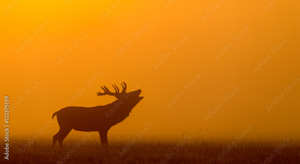Fototapeta premium red deer silhouette in the morning mist