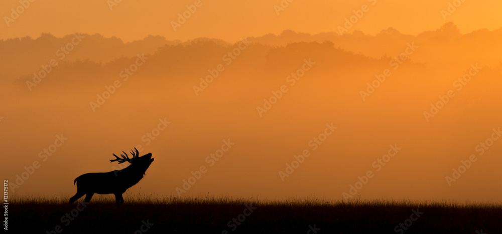 Fototapeta premium red deer silhouette in the morning mist