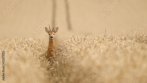 Roe deer in a wheat field looking at the camera