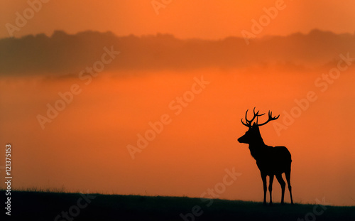 red deer silhouette in the morning mist