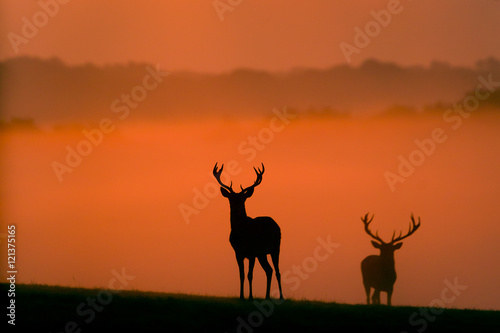 two red deer silhouettes in the morning mist