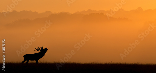 red deer silhouette in the morning mist