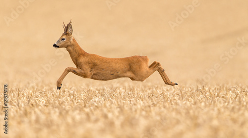 Fotografia Roe buck deer leaping over a wheat field