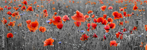 poppy field,panorama ,selective color
