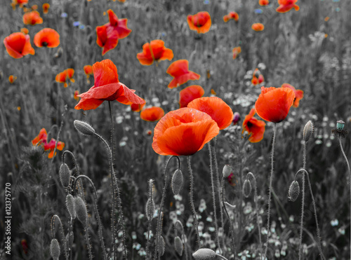 poppy field panorama  selective color  