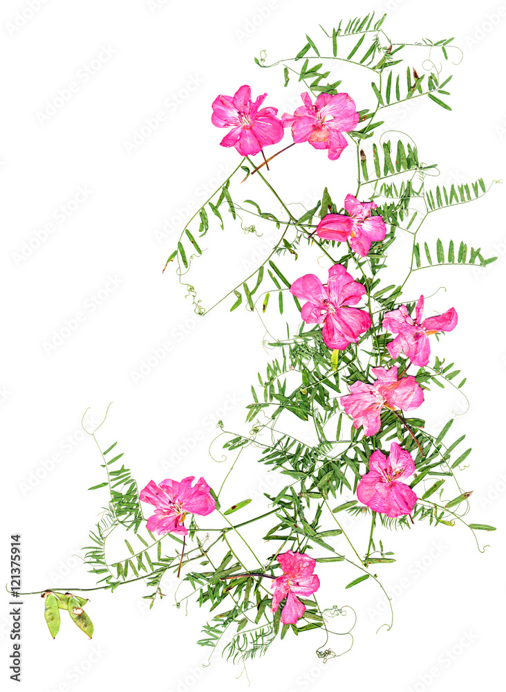 application, a bouquet of dry geranium and sweet peas