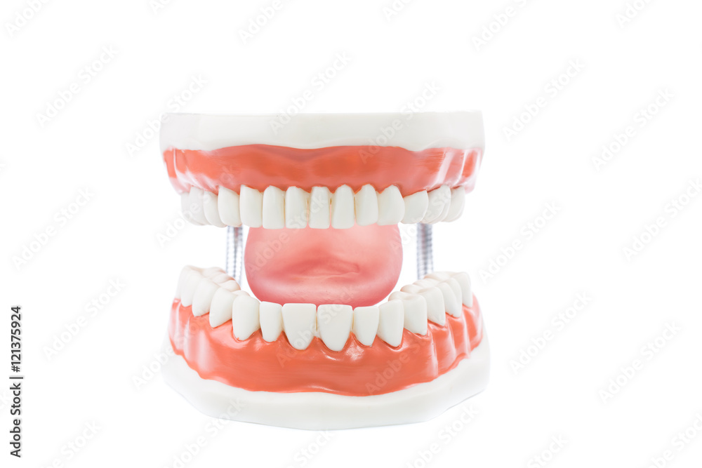 Obraz premium dental model,teeth model on white background