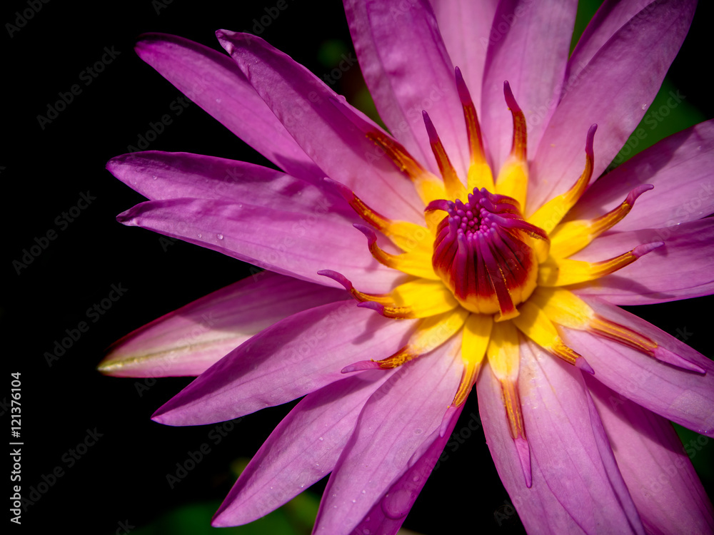 Purple petal and Yellow pollen of Water Lily Purple petal and Yellow pollen of Water Lily