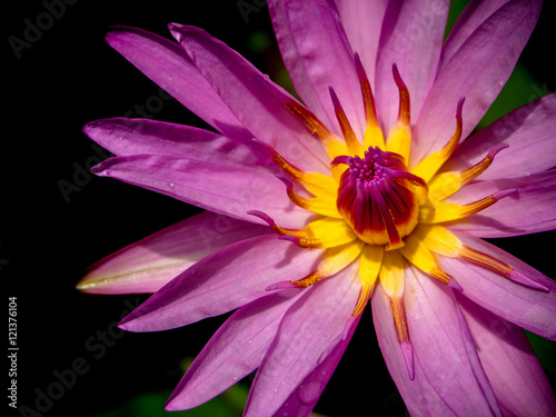 Purple petal and Yellow pollen of Water Lily