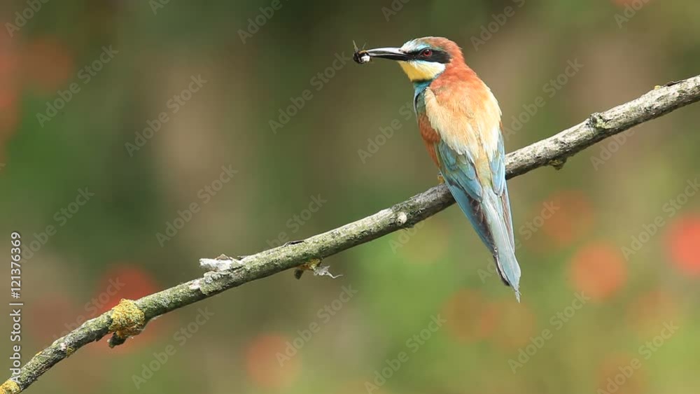 Nice bird Birds Bee-eaters, Merops apiaster, with insect in the bill Nice bird Birds Bee-eaters, Merops apiaster, with insect in the bill