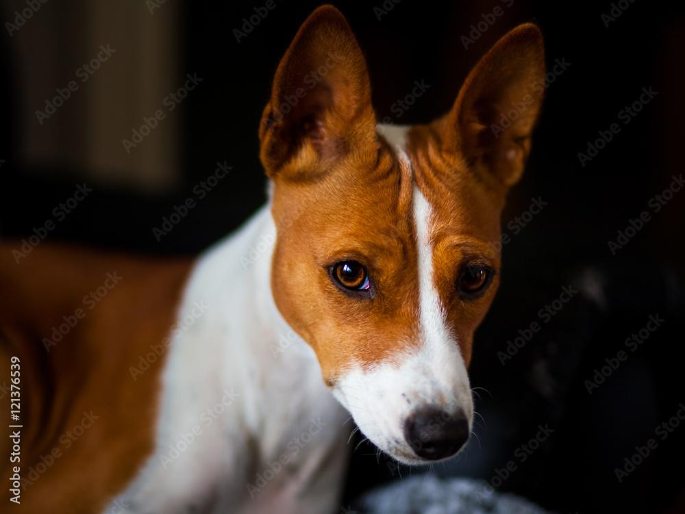 Winna the Basenji Winna the Basenji