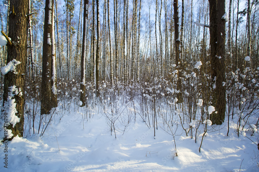 Trees in snow in the winter wood. Forest road. Latvia. Europe. Trees in snow in the winter wood. Forest road. Latvia. Europe.