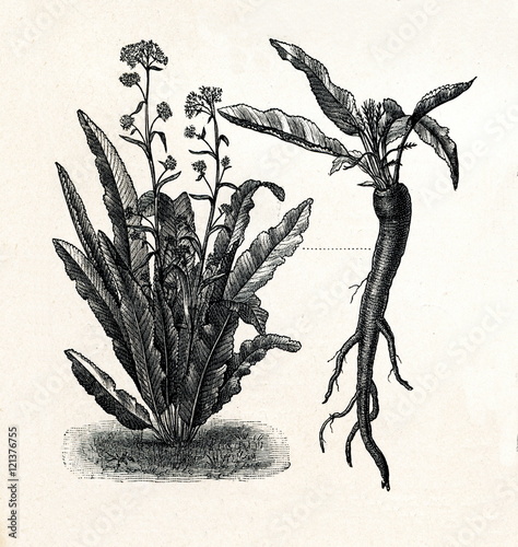 Horseradish (Armoracia rusticana, syn. Cochlearia armoracia); 10 - tapered root (from Meyers Lexikon, 1895, 7/288/289)
 photo