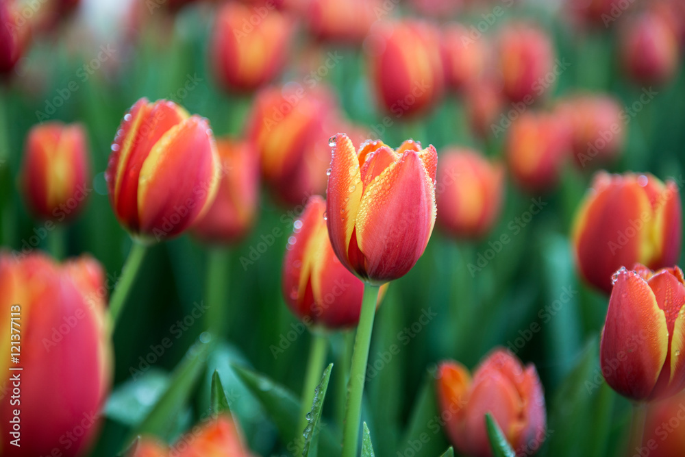 Fototapeta premium Flower tulips background. Beautiful view of red tulips 