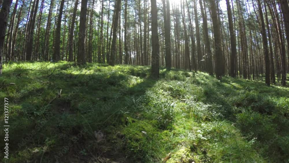 Walking through green coniferous forest during a sunny day in the Czech Republic. Walking through green coniferous forest during a sunny day in the Czech Republic.