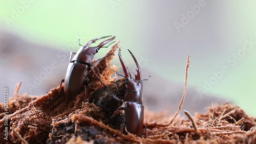 Stag beetle in the breeding season,Beetles ,Prosopocoilus astacoides 
 photo